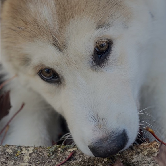 Meet your Posher, Lise - Picture 1 of 1